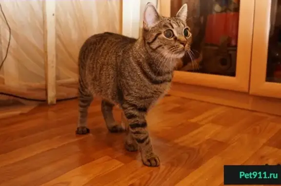 Найдена кошка на Башиловской, 27