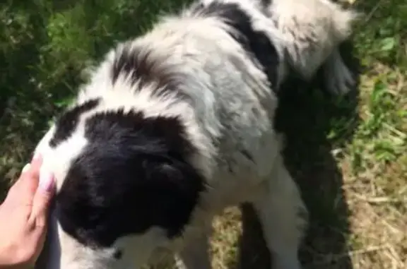 Найдена собака в Брянском районе, ищут хозяев или неравнодушных людей