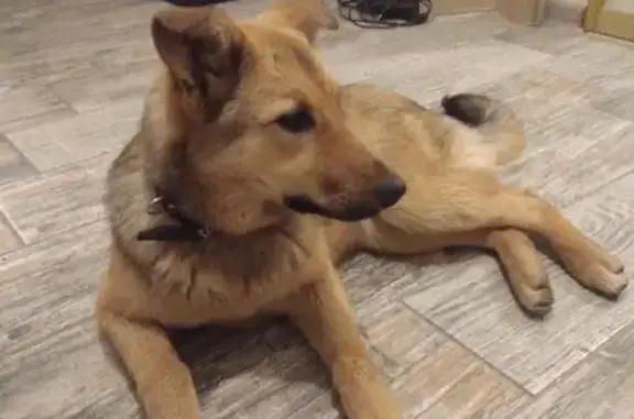 Найдена собака в Балашихе, проспект Ленина, 82к1