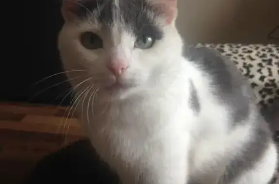 Пропавшая кошка найдена: ул. Мира, 23 (Новосибирск)