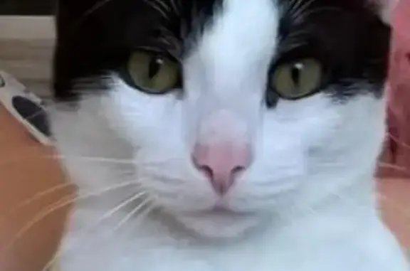 Кошки потеряшки, Хватково, фото: Потеряшка кошка в деревне Хватково, Богородский район