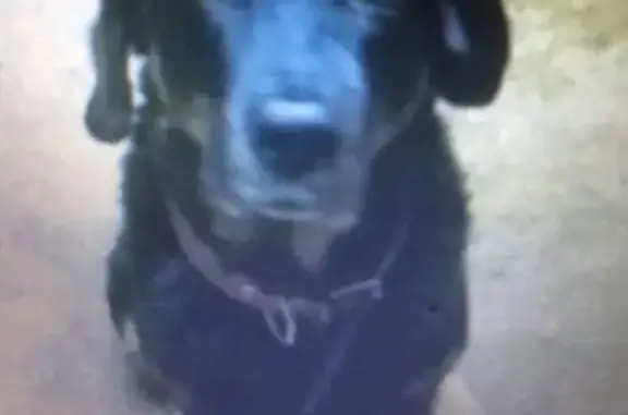 Пропала собака в поселке Березки, Солнечногорский р-н