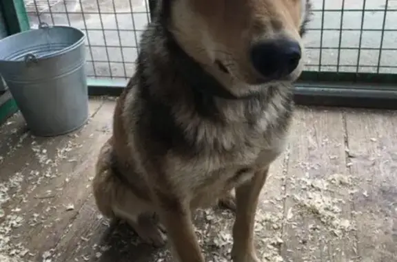 Найдена ручная собака в Щербинке