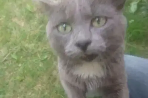 Потерян серый кот с проблемами позвоночника в деревне Кабицыно