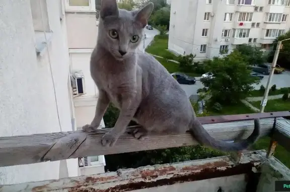 Пропала кошка на ул. Лексина, Симферополь