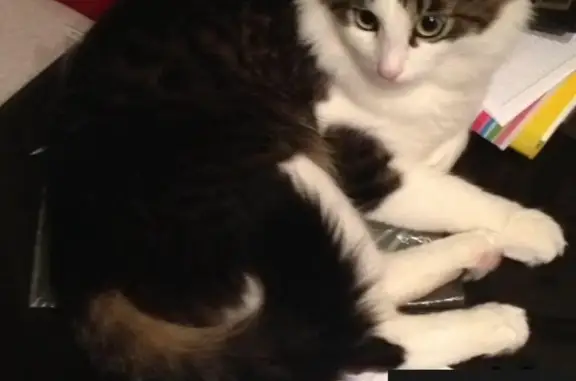 Кошки потеряшки, деревня Плоски, фото: Потеряшка кошка Капитон в д. Плоски, Конаково