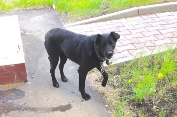 Пропала черная собака в деревне Савельево, МО.