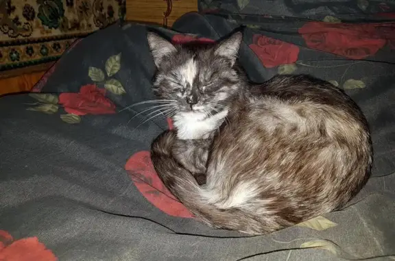 Потерянные животные деревня Пантелиха, фото: Пропала кошка Ася в деревне Пантелиха, Владимирская область.