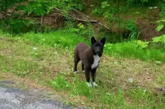 Потерянная породистая собака найдена на трассе к Золотаревке