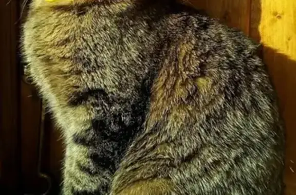 Найдена кошка в Москве, возможно бабушкина.