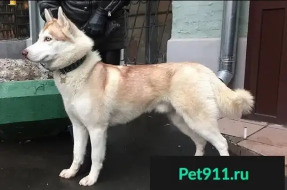 Пропала собака в Московской области