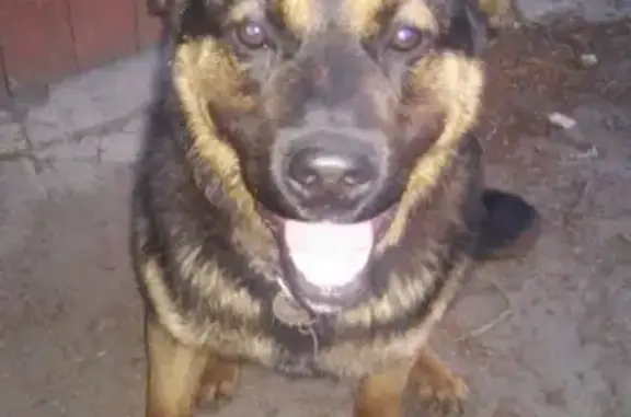 Найдена собака в Шепчинках, Подольск, Московская область