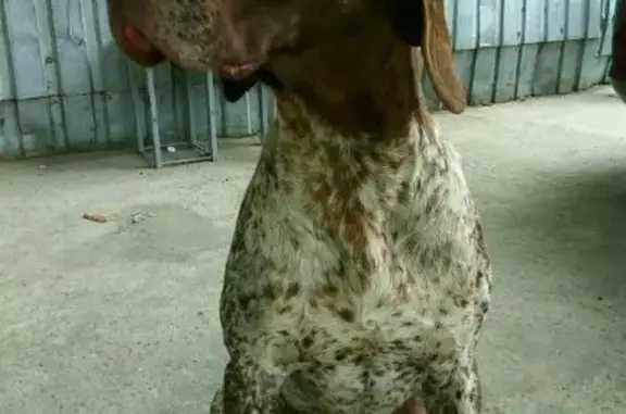 Найдена охотничья собака в Сочи, Краснодарский край