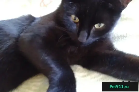 Найдена черная кошка в Твери, ищет дом!