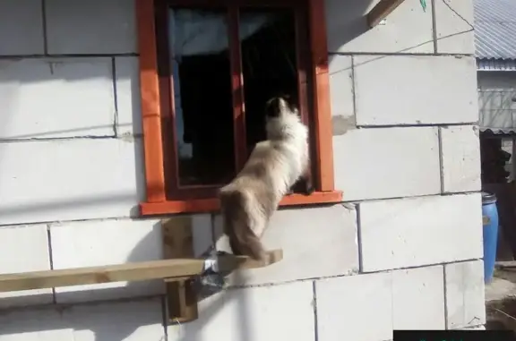 Пропала кошка Бусинка, Брянская область, Унеча, ул. Чапаева, 4