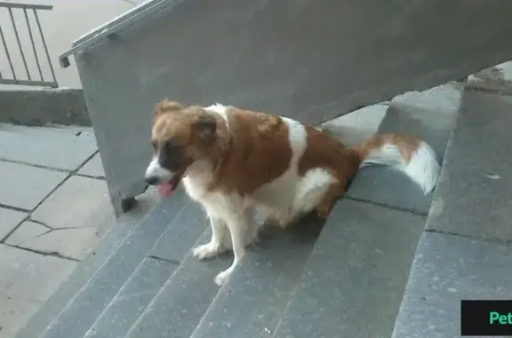 Найдена собака на Верхней Первомайской, д. 29 в Москве