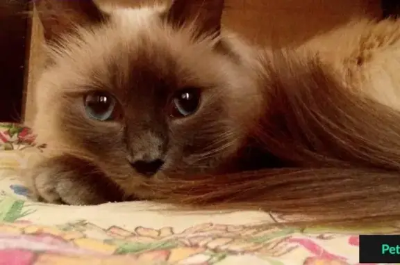 Найдена кошка на Тверском пер. 28!