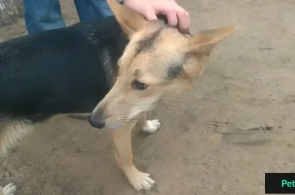 Найдена собака на Коммунистической 22 (Самара)