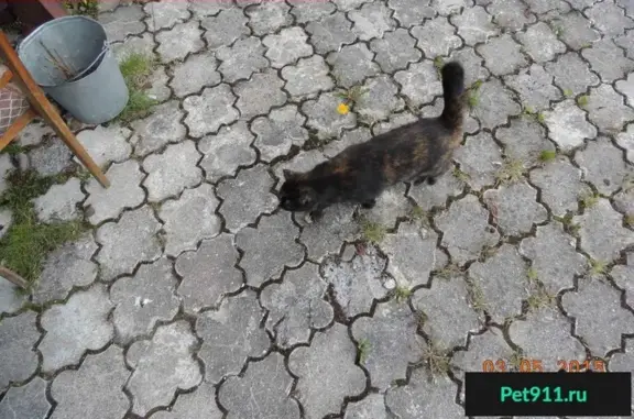 Пропала коричневая кошка на ул. Глазунова, ЖЭК 17 (Калининград)
