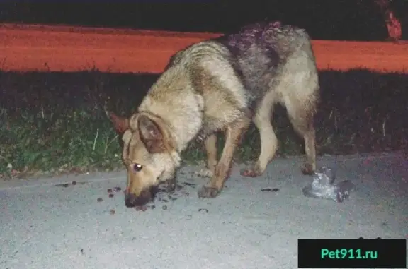 Найдена собака на ул. 25 лет Октября