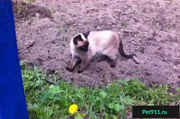Пропала кошка Нюша, Железнодорожный пос. Купавна, Астана