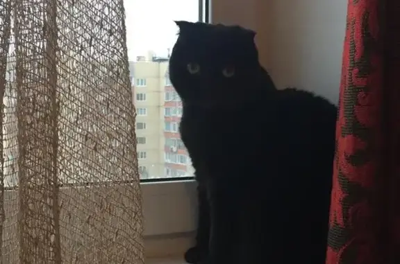 Пропала домашняя черная кошка в Москве, Чечёрский проезд 38.