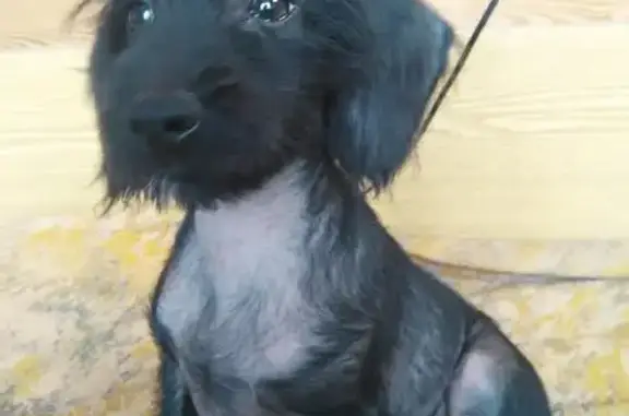 Собака найдена в Сокольниках, Московская область