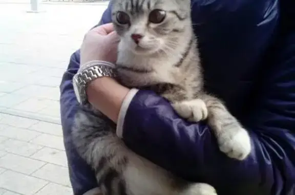 Найдена кошка мальчик в Екатеринбурге, мкр. Комрессорный