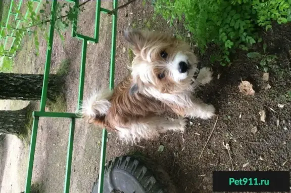Найдена собака на Багратиона, дом 57б в Смоленске