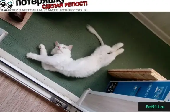Пропала белая кошка в Дзержинском районе, вознаграждение.