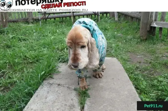 Пропала собака Рэд возрастом 15 лет в Ярославской области