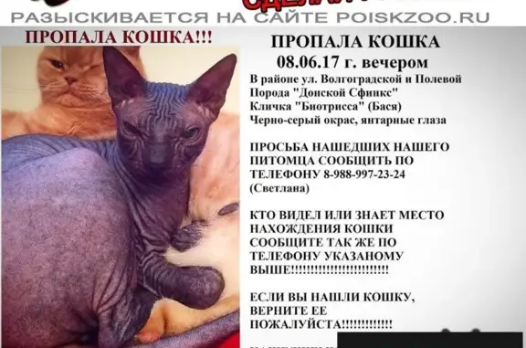Пропала кошка в Ленинском районе, Ростов-на-Дону