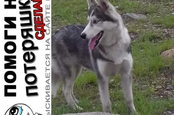Пропала собака Луна в районе 20-го, помогите найти!
