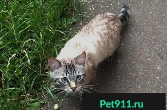 Пропала кошка в Одинцово, Московская область