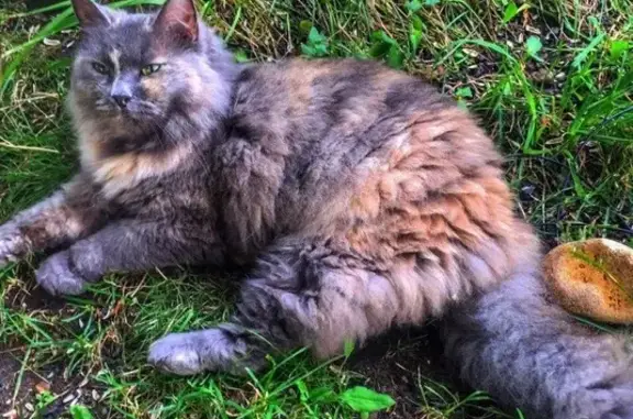 Пропала кошка в посёлке Воровского, Храпуново, МО