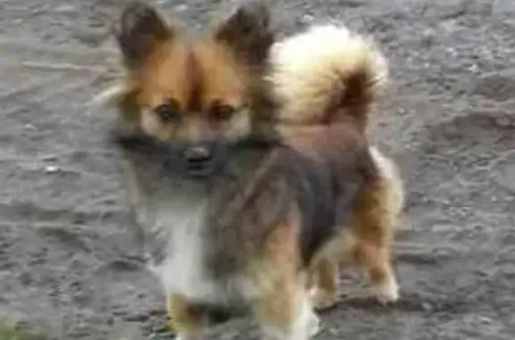 Пропала собака Муха в деревне Новосёлы, Пермский край.