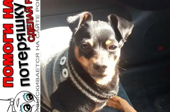 Пропала собака Лаки в Белогорске, Крым