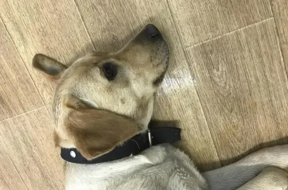 Собака найдена на ул. Б. Богаткова, Новосибирск
