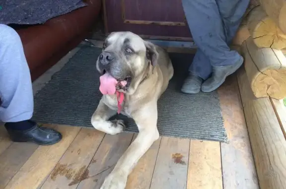 Найдена собака в Красном Бору, потерял хозяина
