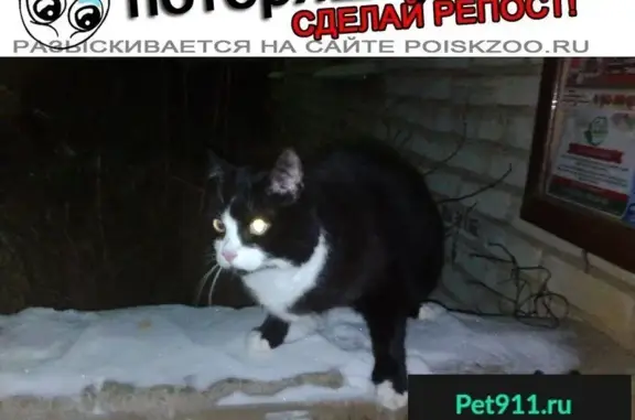 Пропала кошка в Истре, Ленина 4А