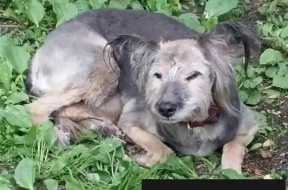Пропала старенькая глухая собака в Москве, район Богородское, ул. Миллионная.