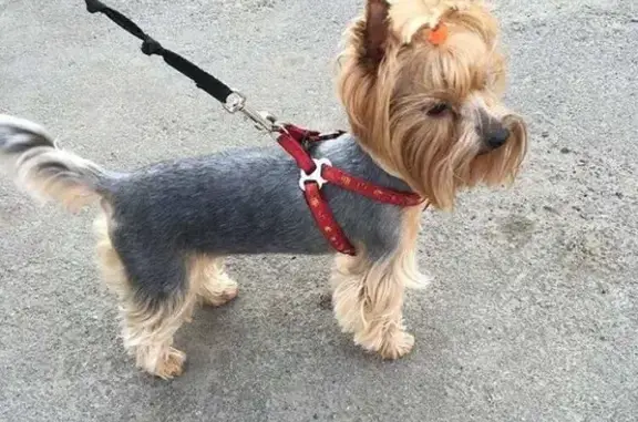 Собаки потеряшки, Новосёловка, фото: Потеряшка собачка на ул. Светлая 2, г. Спутник