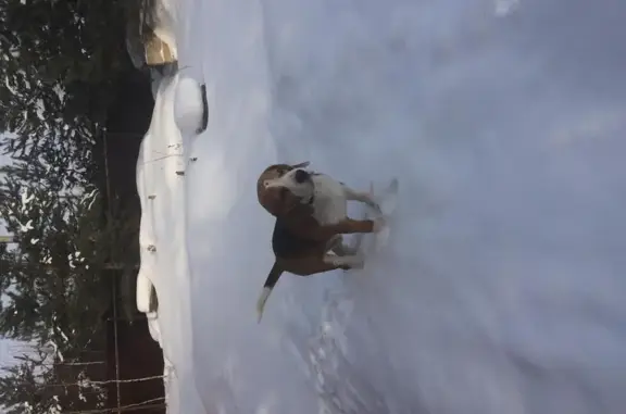 Собаки потеряшки, Кузьмищево, фото: Потеряшка пёс в ДНП Заречье, Калужская область