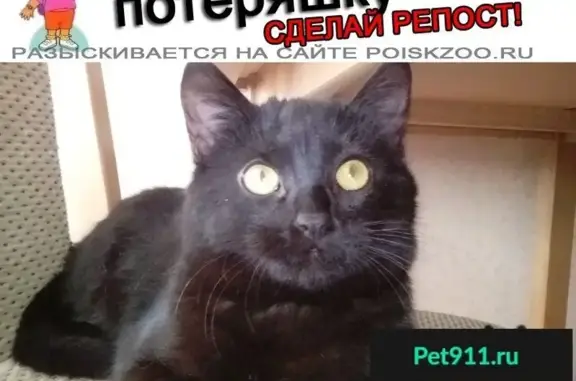 Пропал черный кот Мавр на ул. Борзова, Калининград
