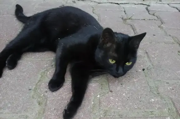 Найдена кошка возле подъезда в Мытищах