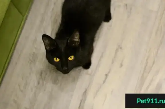 Найдена черная кошка возрастом 6 мес. в Москве, м. Преображенская площадь, ул. Знаменская.