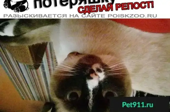 Пропал кот Сева на ул. Леонова 27, Калининград