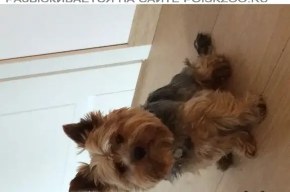 Собаки потеряшки, Тихвинское, фото: Потеряшка Йоркширский терьер Людвиг на 67 км Приозерского ш. в садоводстве Клён