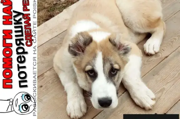 Пропала собака в д. Новоселы, вознаграждение гарантировано