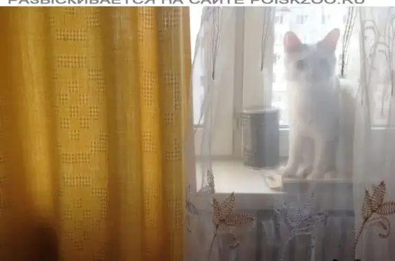 Кошки потеряшки, Атня, фото: Потеряшка кошка в дер. Шаши, Атнинский район, вознаграждение!